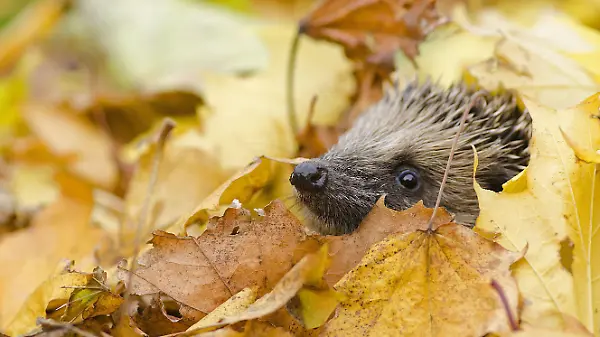 Igel unter Herbstlaub