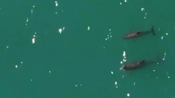 Nur noch 14 ihrer Art! Schweinswale fast ausgestorben – dann machen Forscher diese Bilder